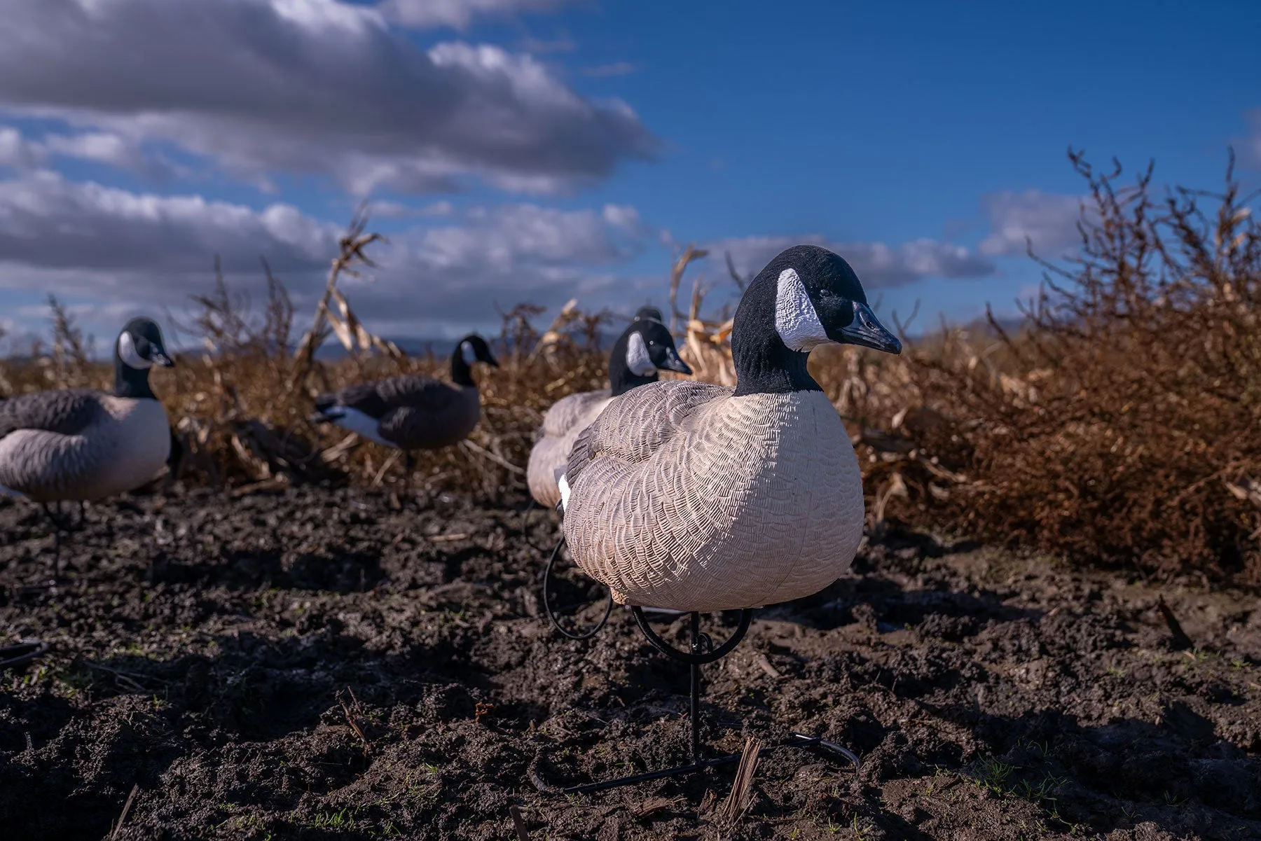 Flight Full Body Canada Goose Uprights