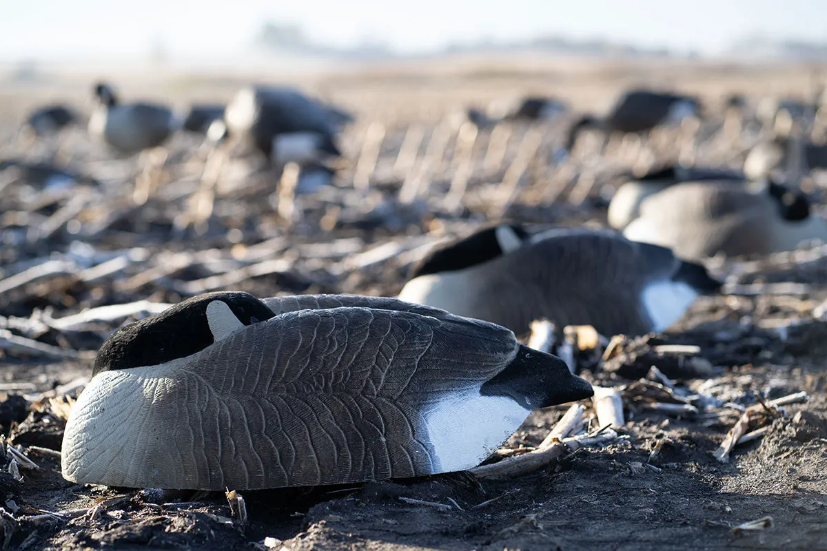 Pro Series Canada Goose Sleeper Shell