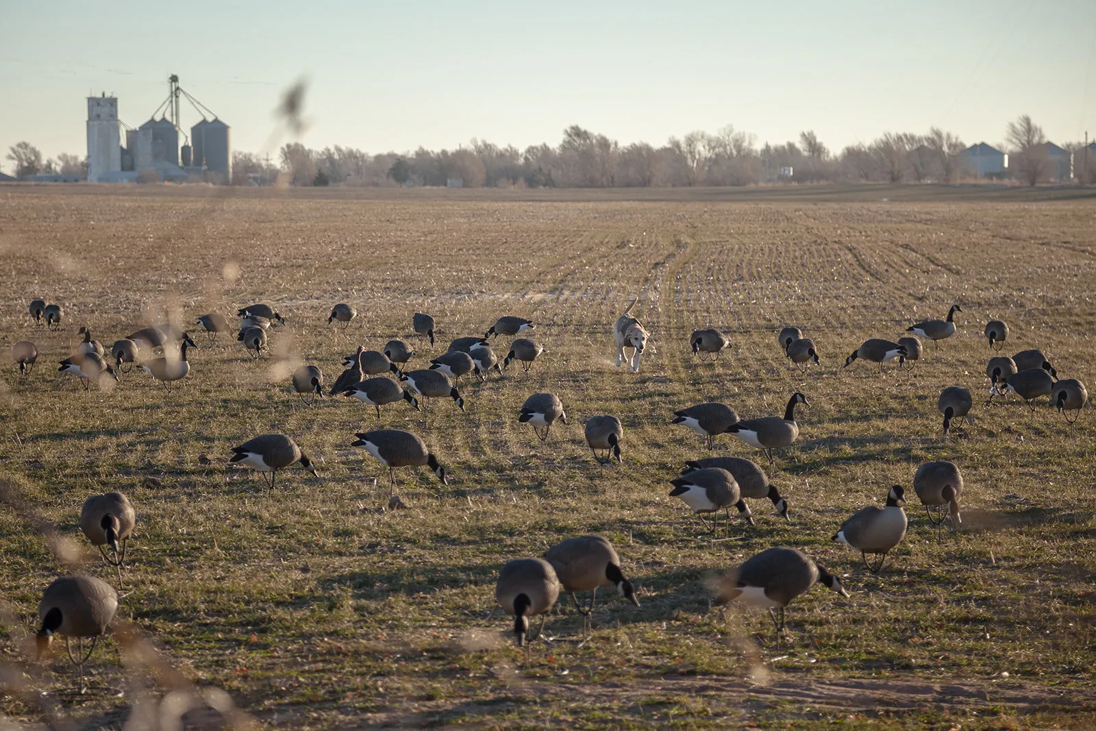 Pro Series Full Body Canada Goose Feeders